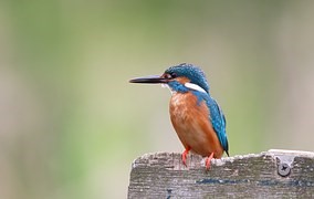 Figure 10. The Kingfisher’s beak inspired the new shape for 
the lead unit on a Japanese high-speed train. (Source: pixabay)