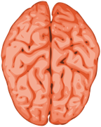 Figure 2. The brain’s two halves or hemispheres. (Source: pixabay) Figure 2. The brain’s two halves or hemispheres. (Source: pixabay)