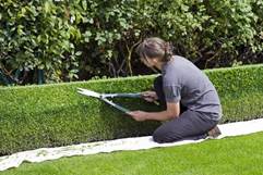 Box Hedge Topiary, Shears, Gardener, Trimming